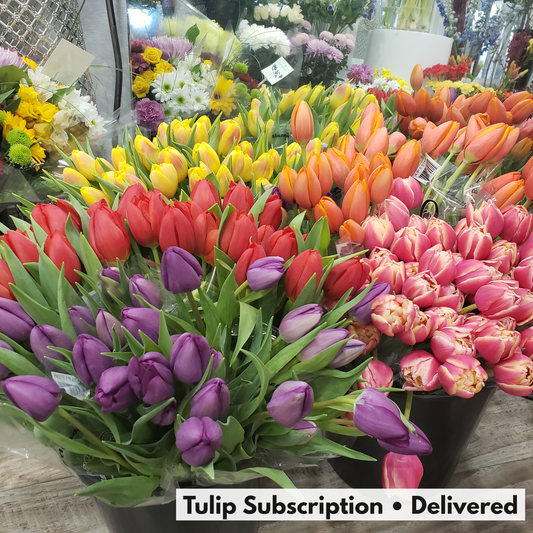 Tulip Subscription - Delivered